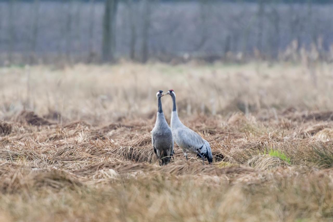 Villa Duck-Dich-Suedheide Hermannsburg Buitenkant foto